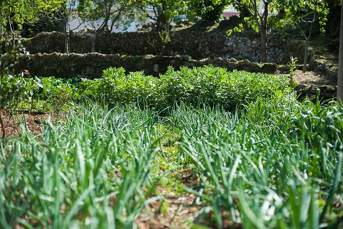 Olive oil farm to fork experience & short walking tour of Kotor - The Lunch on the Estate: Food That Tastes Homemade (Because It Is)