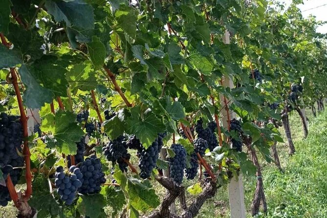 TASTE OF MONTENEGRO - Gastro Private Tour of wine and food - Why This Budva Wine-and-Food Tour Feels Worth It