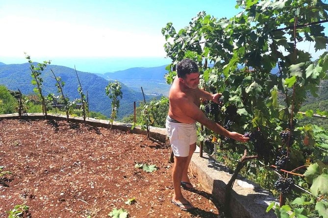 Unique gastro experience with locals in high hills above Budva! - The Whole Day’s Flow: 4 Hours That Don’t Drag